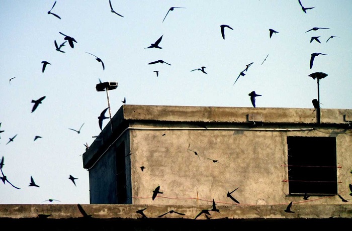 xây nhà yến có cần xin phép xây dựng